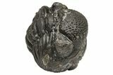 Wide, Enrolled Morocops Trilobite - Morocco #224008-2